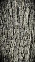 oude boomschors textuur achtergrond foto