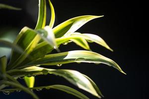 de aglaonema-plant die bekend staat als chinese evergreen