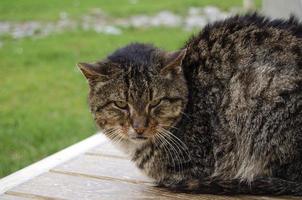 gratis schattige katten die op straat leven foto