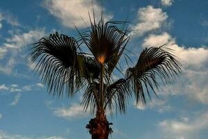 tropische palmboom foto