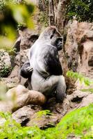 gorilla's Bij de dierentuin foto