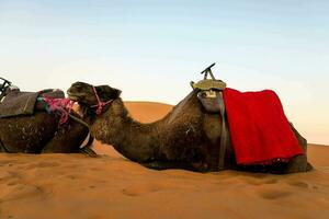 kamelen in de woestijn foto