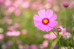 kosmos bloemen met zachte natuurlijke achtergrond foto