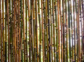 bomen en verlichting achter de bamboepatio foto