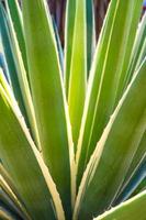 sappige eeuwse plant doorn en detail op bladeren van Caribische agave foto