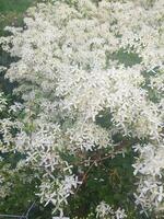 mooi wit clematis ligusticifolia bloem foto