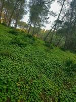 toneel- schoonheid van planten in hun verbijsterend natuurlijk omgeving foto