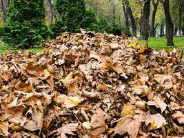 verzameld stapel van droog herfst bladeren, schoonmaak van de gebied foto