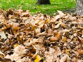 verzameld stapel van droog herfst bladeren, schoonmaak van de gebied foto