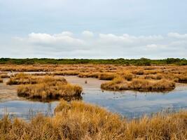 dichtbij omhoog moeras in de wetland foto