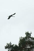 twee kranen vlieg over- bomen in een Woud. migrerend vogelstand Aan de schat. dier foto