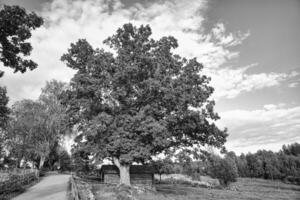 oud eik boom Aan een langs de weg door een weide in zwart en wit. veld- met gras foto