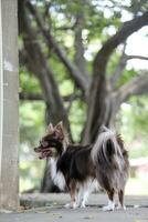 lang haar- chihuahua hond foto