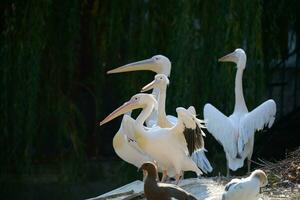 een kudde van wit pelikanen Aan een vijver Aan een herfst dag foto