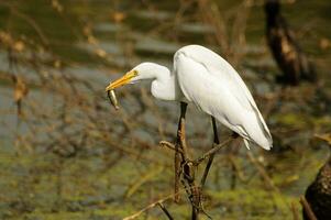 groter zilverreiger of wit reiger foto