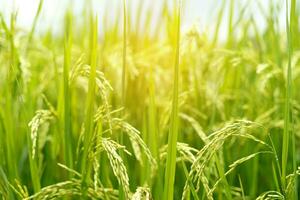 groen rijst- veld- achtergrond dichtbij omhoog mooi geel rijst- velden zacht focus foto