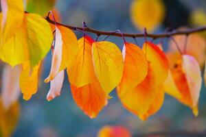 foto met kleurrijk herfst bladeren. achtergrond met magisch herfst.