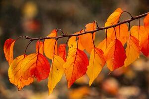 foto met kleurrijk herfst bladeren. achtergrond met magisch herfst.