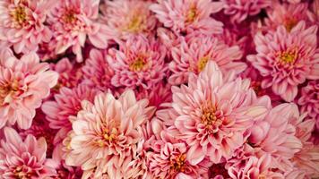 detailopname van vers mooi roze chrysanten van de tuin klaar naar maken een boeket voor de achtergrond foto