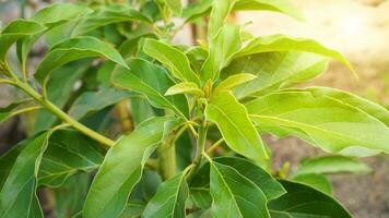 schiet van avocado planten met een ochtend- gevoel en helder zonlicht en licht gloed foto