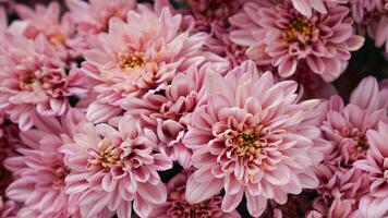 detailopname van vers mooi paars of puple chrysanten van de tuin klaar naar maken een boeket voor de achtergrond foto