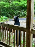 zwart beer in de tuin foto