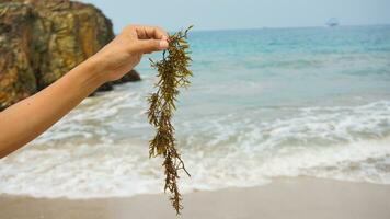 hand- Holding bruin zeewier met zee water, strand en koraal rif achtergrond foto