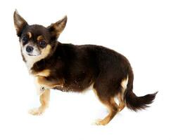 chihuahua hond Aan wit achtergrond foto