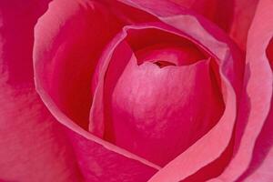 close-up van roze roos foto