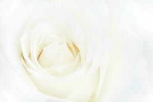 close-up van witte roos foto