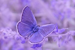 dichtbij omhoog van blauw vlinder zittend Aan paars bloemen foto