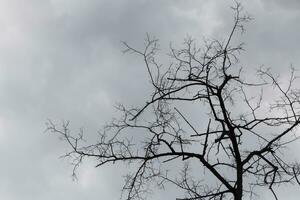 takken van droog boom tegen donker regen wolken foto