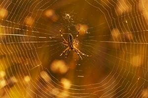 dichtbij omhoog van spin zittend Aan spinneweb foto