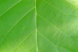 close-up van teak groen blad achtergrondstructuur, butea monosperma foto