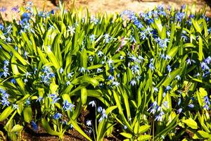 voorjaar bloem - scilla Siberisch foto