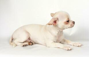 chihuahua pup op witte achtergrond foto