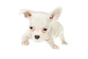 grappige puppy chihuahua poseert op een witte achtergrond foto
