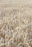 dichtbij omhoog visie van tarwe oren, veld- van tarwe Aan juli dag. zomer oogsten periode, ecologisch landbouw. wereld honger probleem ten gevolge naar de oorlog in oekraïne.selectief focus. foto