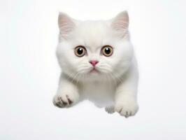 geweldig episch foto van kat Aan wit achtergrond nationaal geografisch stijl ai generatief