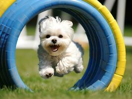 pittig hond racing door een behendigheid Cursus ai generatief foto