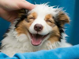 sereen hond genieten van een massage Bij een huisdier spa ai generatief foto