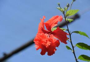 bloeiend dubbele rood hibiscus bloem bloesem in zomer foto