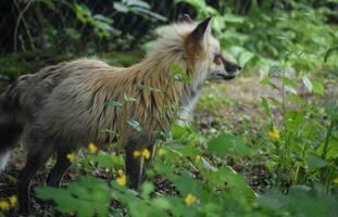 kant profiel van een rood vos in de wild foto