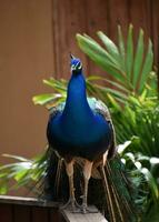 mooi blauw pauw met veren niet uitgebreid foto