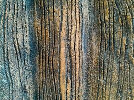 detailopname van boom kofferbak. beton hout textuur. boom schors structuur van de cement Verlichting gips muur met natuurlijk kleur verf. foto