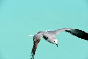 verbijsterend lachend meeuw in vlucht over- de oceaan foto