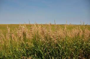 prairie grassen groeit in de wild van zuiden dakota foto