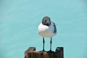 poseren lachend meeuw Aan een pier post foto