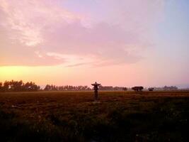 visie van rijst- velden in balinggi jati dorp, parigi moutong, centraal sulawesi in de ochtend- foto