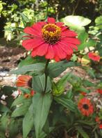 rood bloemen in bloeien, zoemend met bijen. een levendig bloem achtergrond. foto